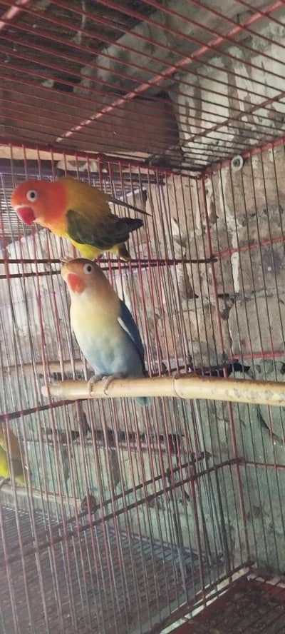 love bird breeder pair