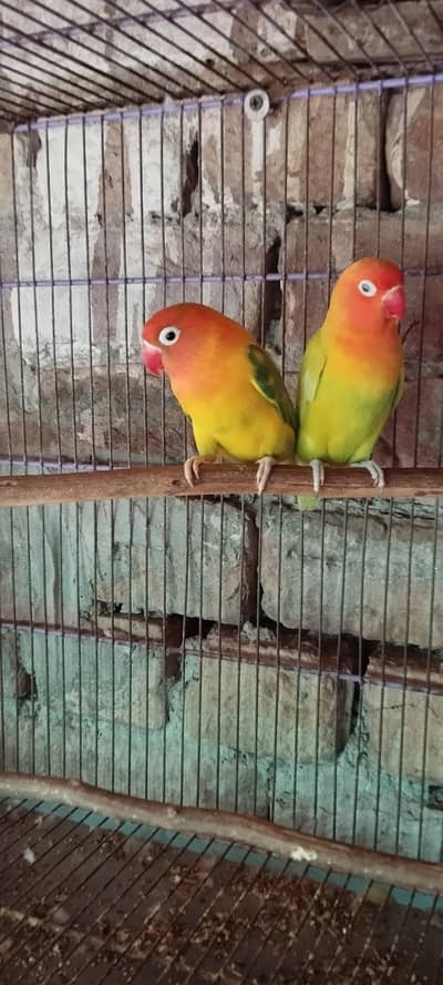 love bird breeder pair