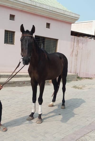 riding train horse guilding