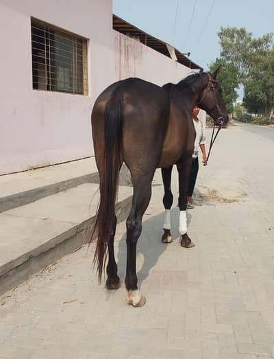 riding train horse guilding