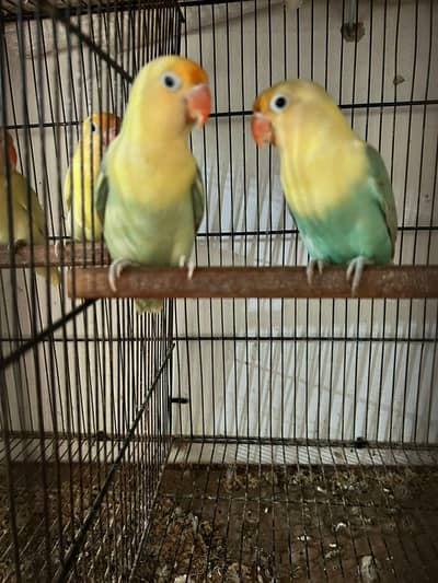 love birds finch kabutar bajees parrot