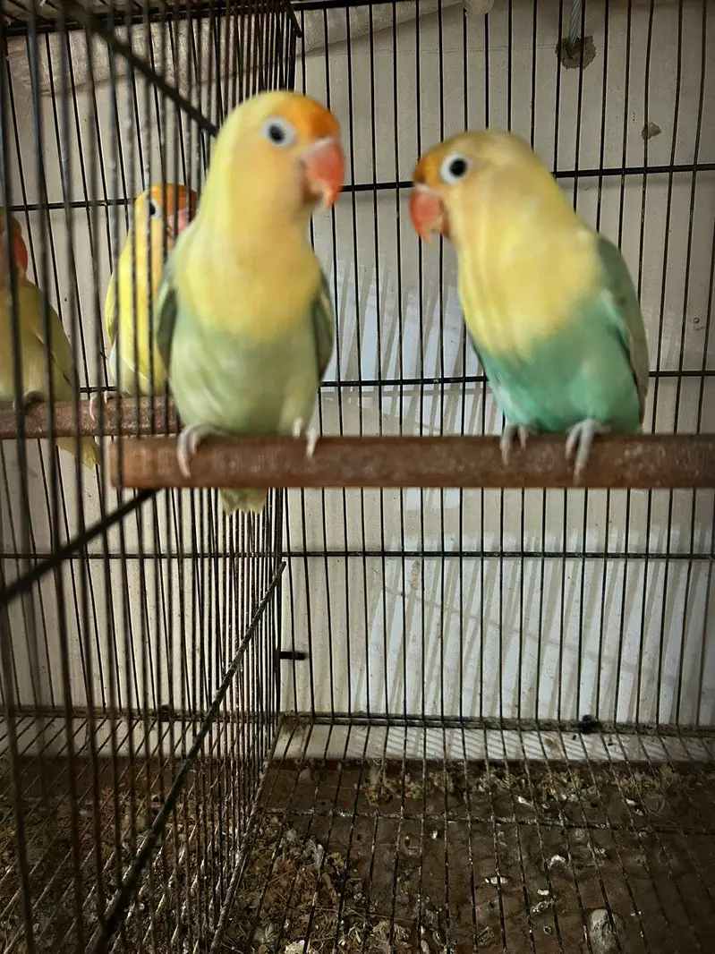 love birds finch kabutar bajees parrot