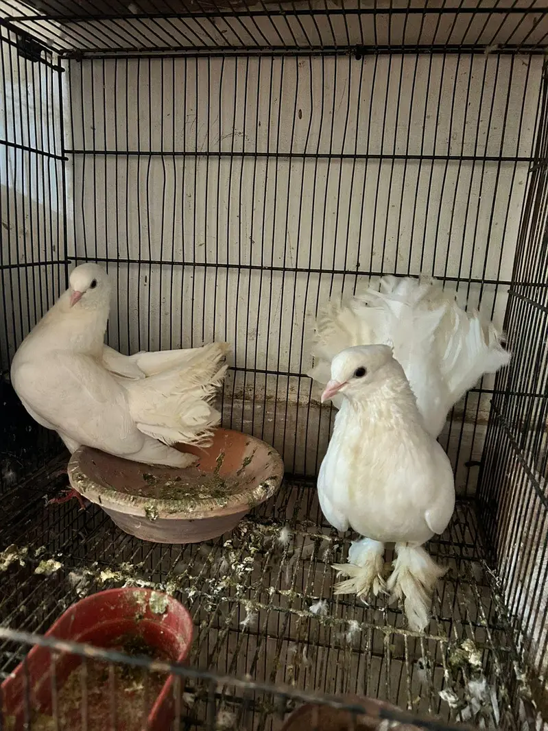 love birds finch kabutar bajees parrot — photo 2
