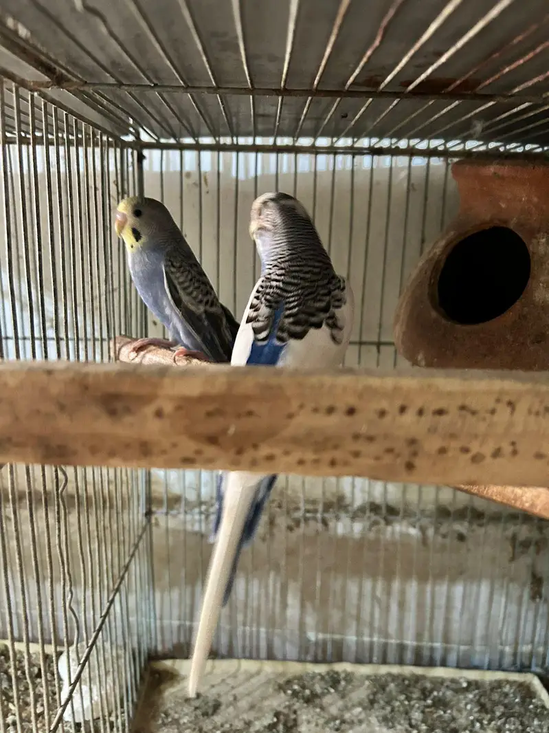 love birds finch kabutar bajees parrot — photo 3