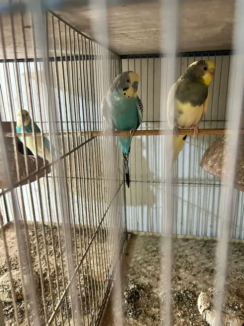 love birds finch kabutar bajees parrot — photo 4