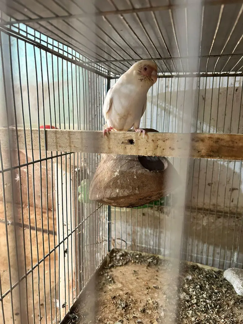love birds finch kabutar bajees parrot — photo 5