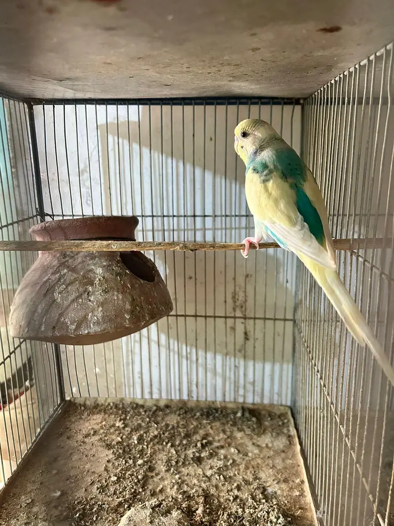 love birds finch kabutar bajees parrot — photo 6