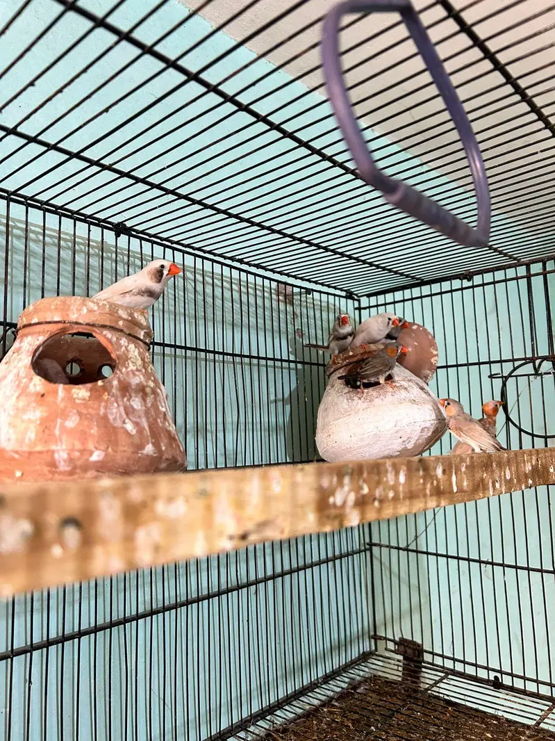 love birds finch kabutar bajees parrot — photo 8