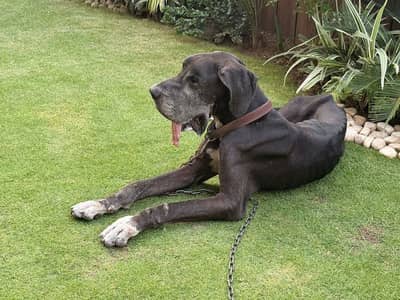 Majestic pure breed great dane male