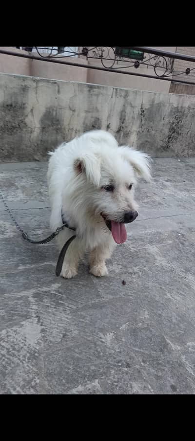 Poodle Dog (male)