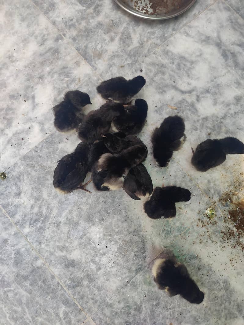 Australorp chicks 0
