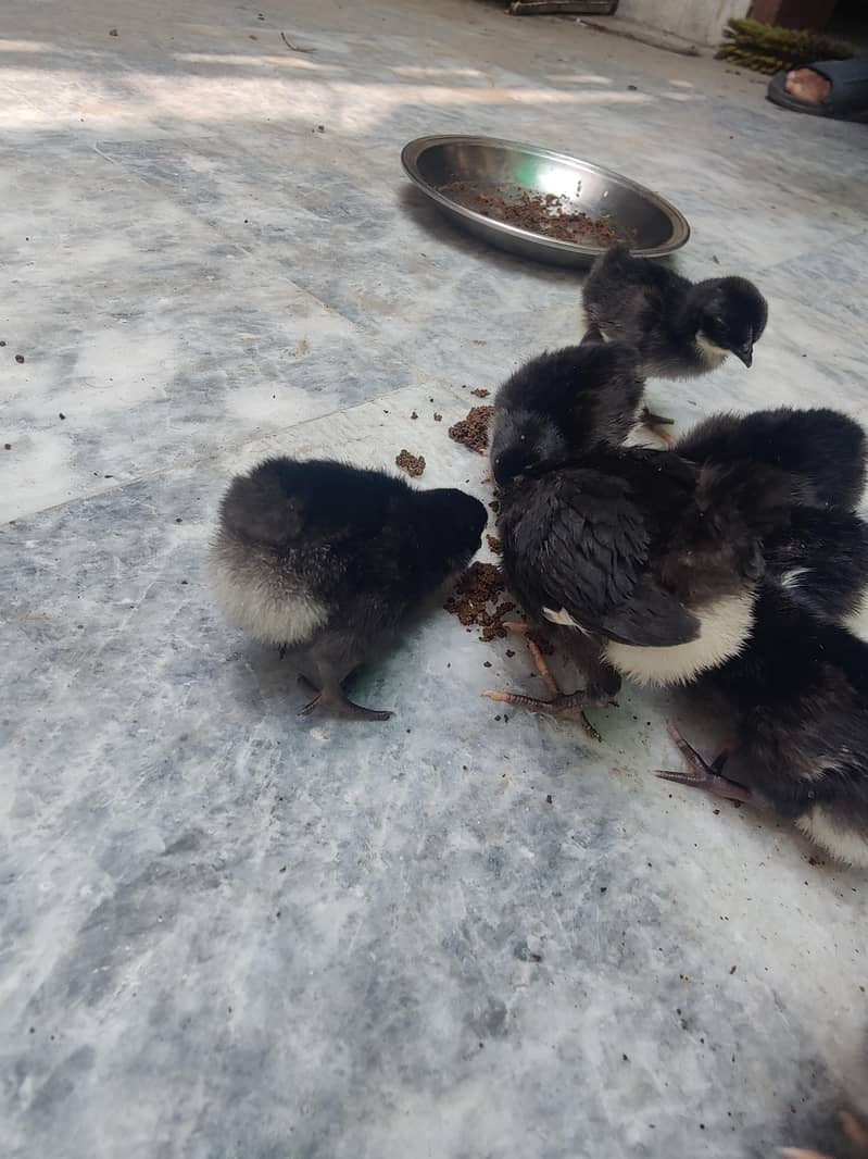 Australorp chicks 1