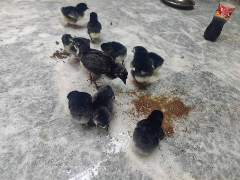 Australorp chicks 2