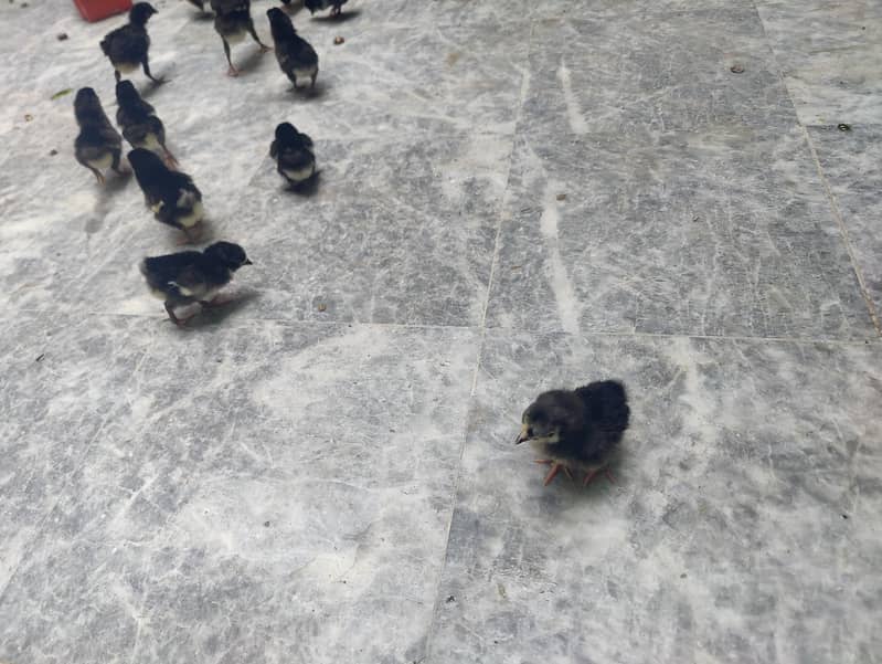 Australorp chicks 3