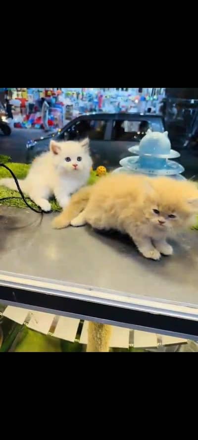 persian cat for sale MywatsapppNumber 0320-19-06-573