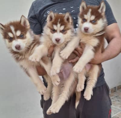 Siberian Husky puppies for sale| wooly coat blue eyes