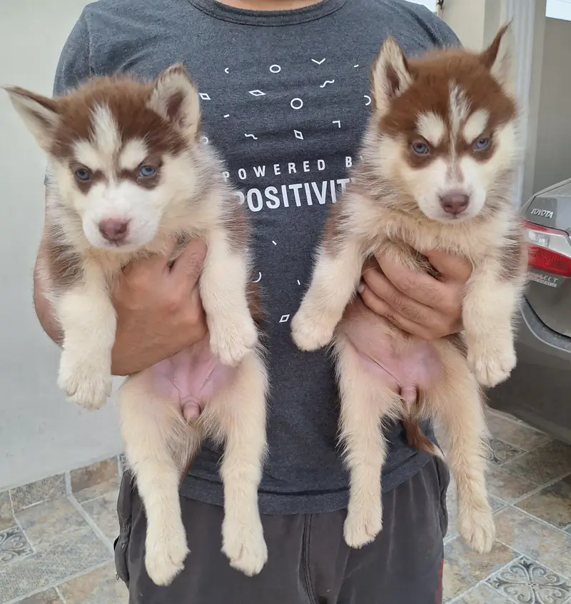 Siberian Husky puppies for sale| wooly coat blue eyes — photo 2