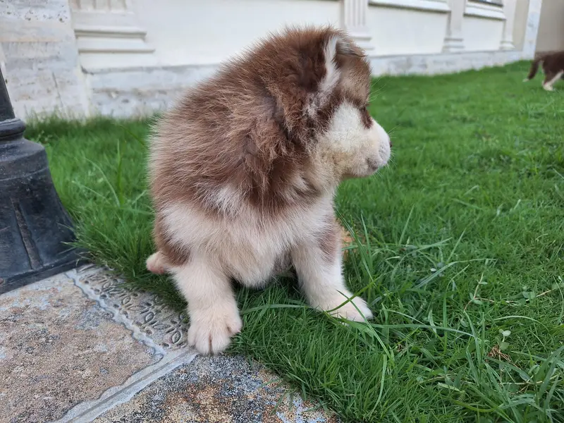 Siberian Husky puppies for sale| wooly coat blue eyes — photo 3
