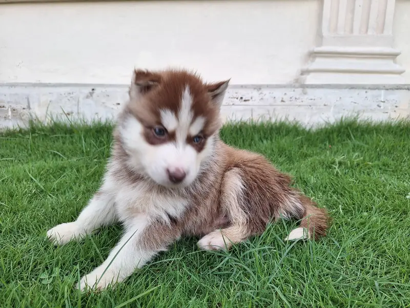 Siberian Husky puppies for sale| wooly coat blue eyes — photo 4
