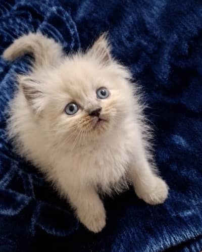 male kitten's