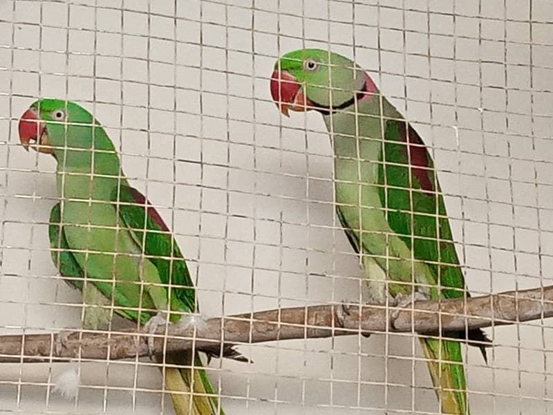 raw pair breeder 1