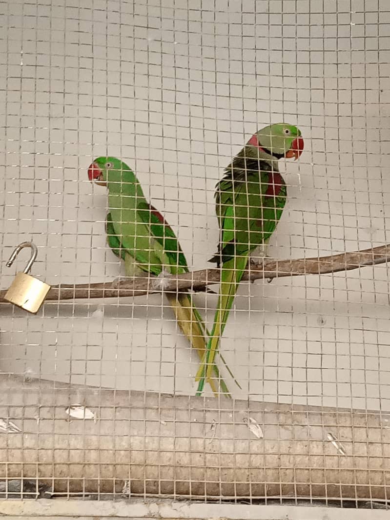 raw pair breeder 2