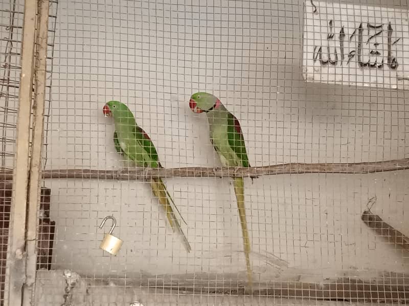 raw pair breeder 3