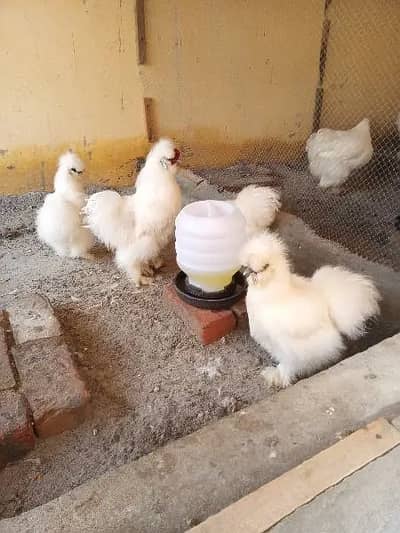 White Silkie Breeder Pair For sale