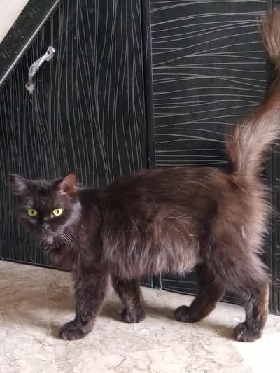 persian