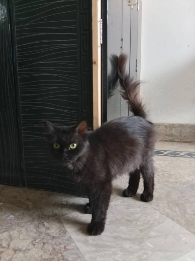 persian 1