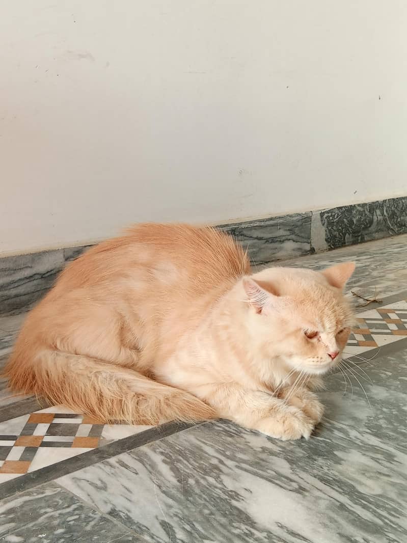 persian 2