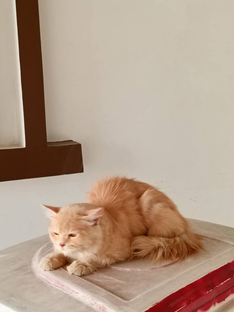 persian 3