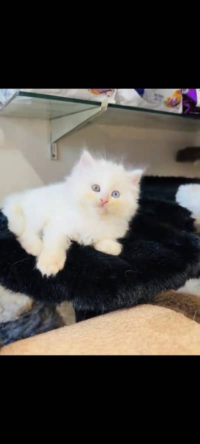 persian cat for sale MywatsapppNumber 0320-19-06-573