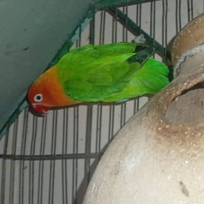 love birds selling