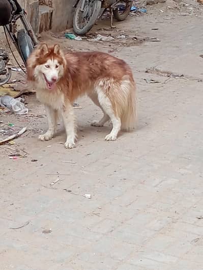 Hanski Siberian dog for sale
