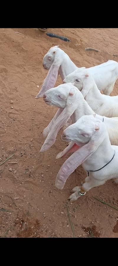 goat for sale | gulabi bakrey | bakra for sale | healthy active goats