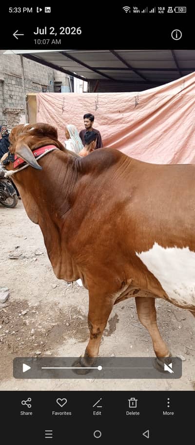 Bachra For Sale kheera ishi Saal ka 2027