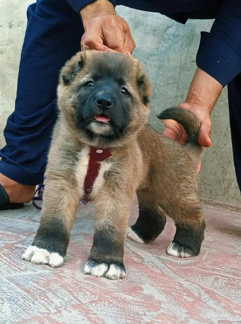 Kurdish kangal security dog 2 month male for sale