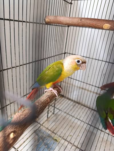 yellow sided conure, pineapple conure