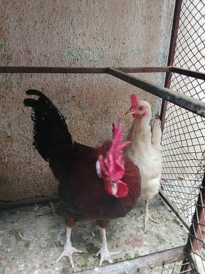 hens lover