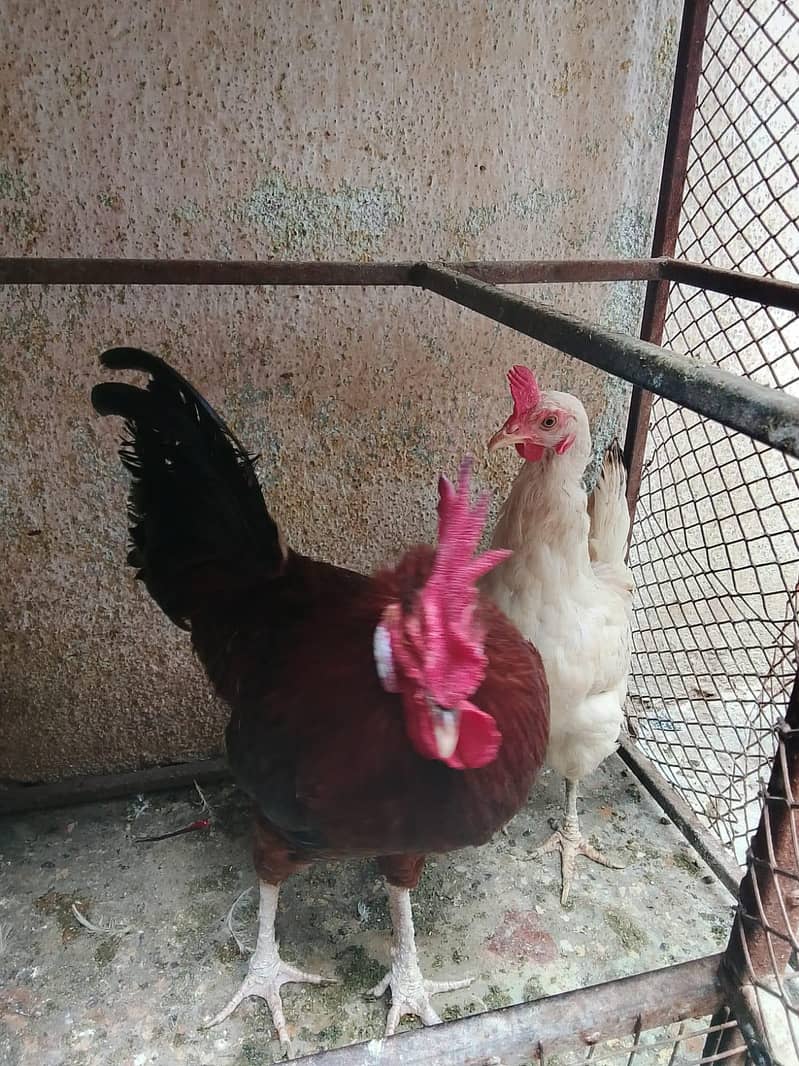 hens lover 0