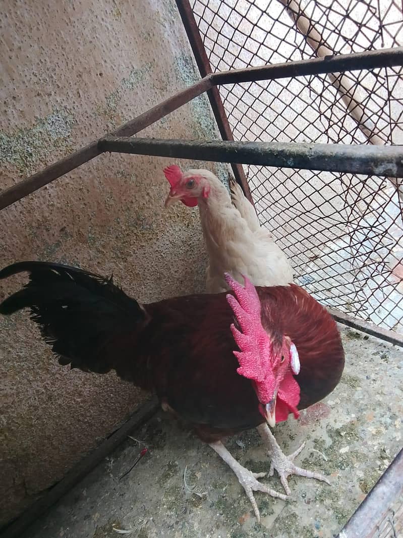 hens lover 1
