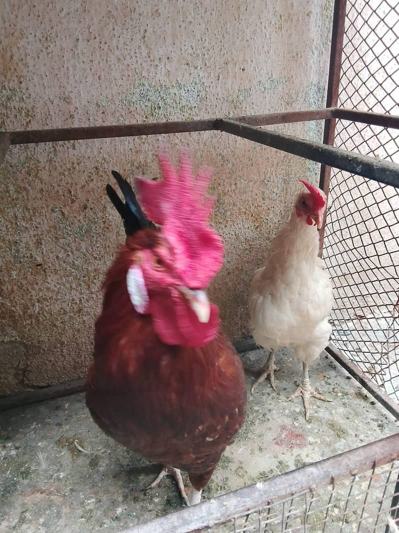 hens lover 2