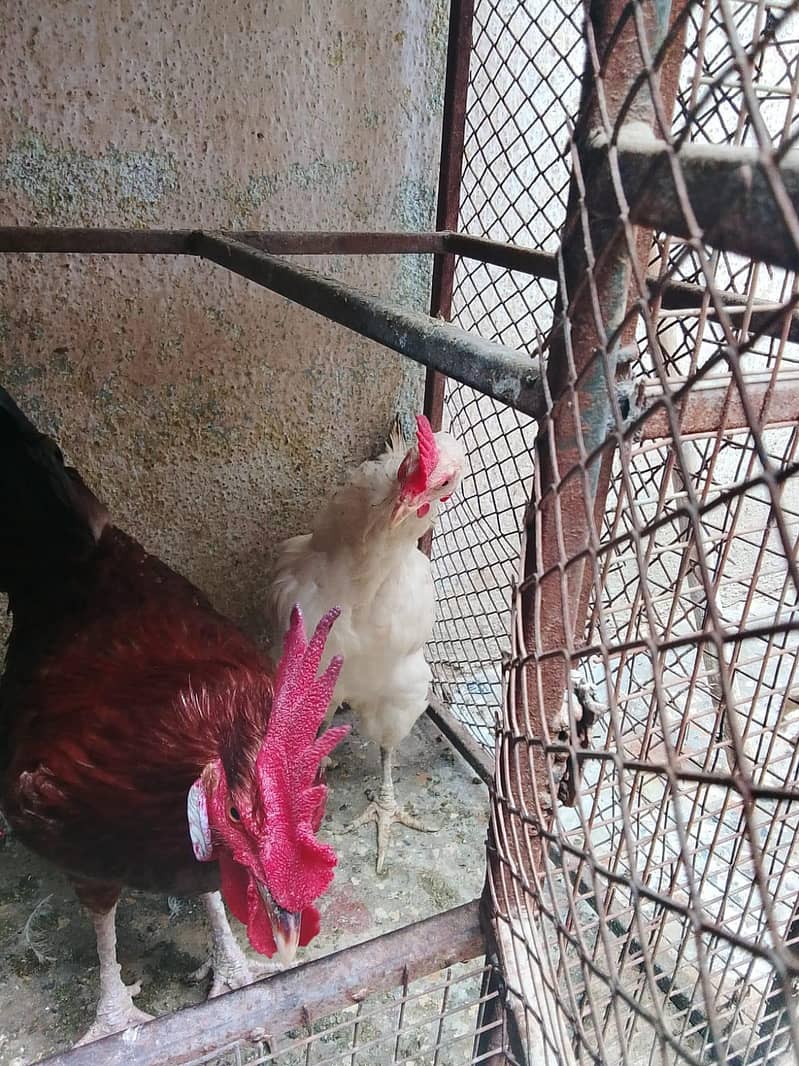 hens lover 3