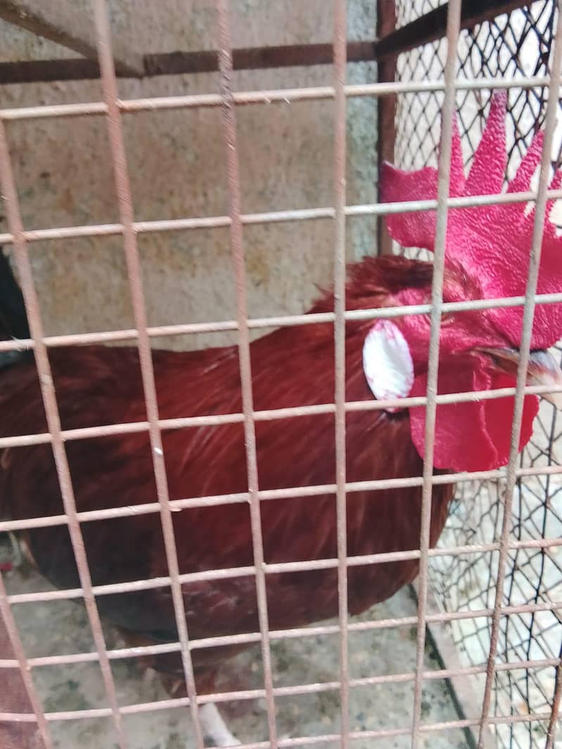 hens lover 4