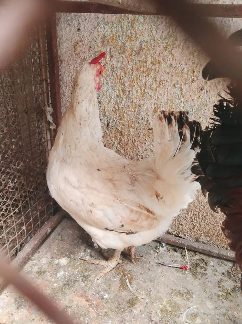 hens lover 5