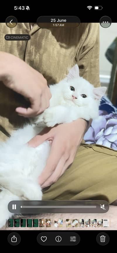 cat for sale
