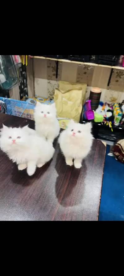 persian cat for sale MywatsapppNumber 0320-19-06-573