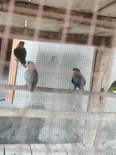 lovebird