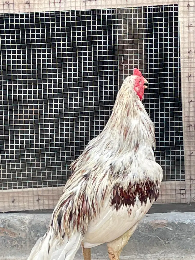 white Sarga Aseel Bird  — photo 2